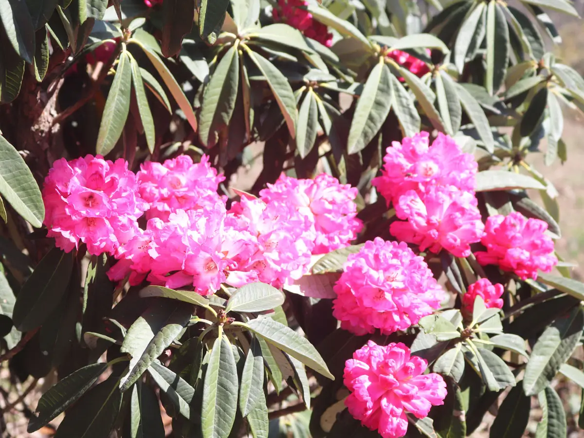 Flowers blooming in April
