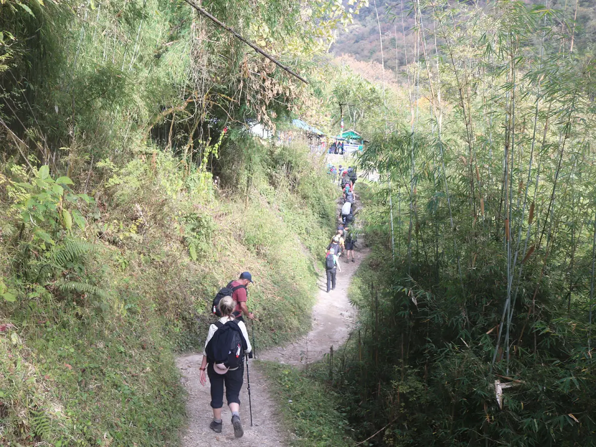 Trekkers walking through bamboo forest