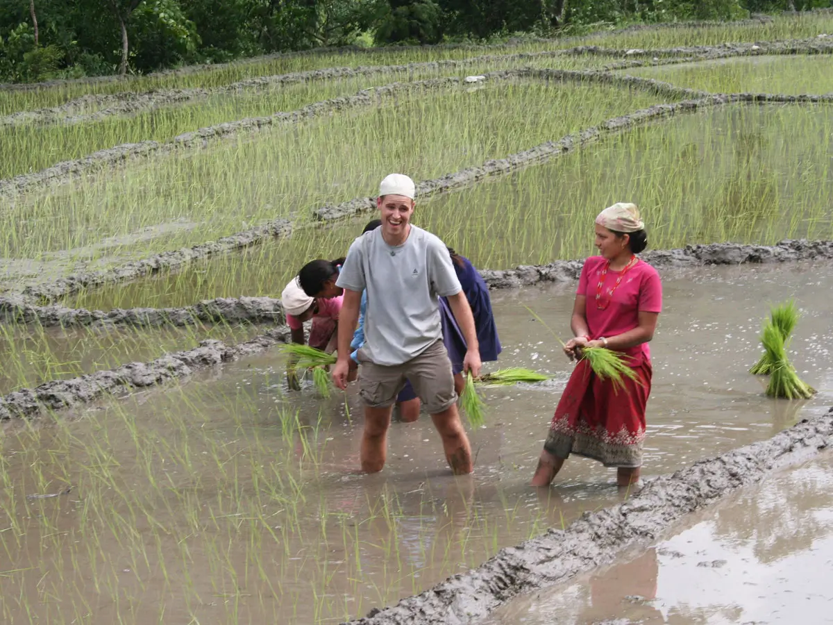 Rice planting in Summer in Nepal
