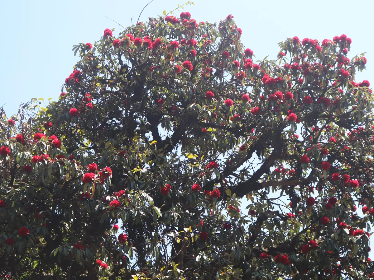 Rhododrendron flower blooming in march