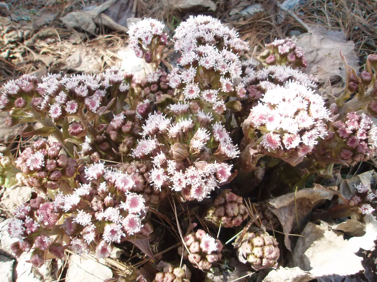 Vegetation on Annapurna Circuit Trail
