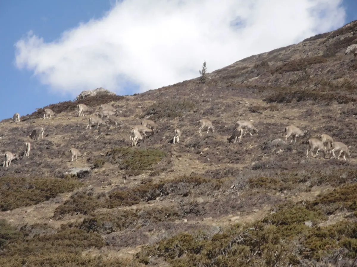 Blue Sheep on Annapurna Circuit Trail