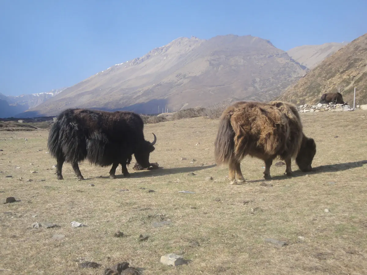 Yaks grazing in Annapurna Circuit Trail