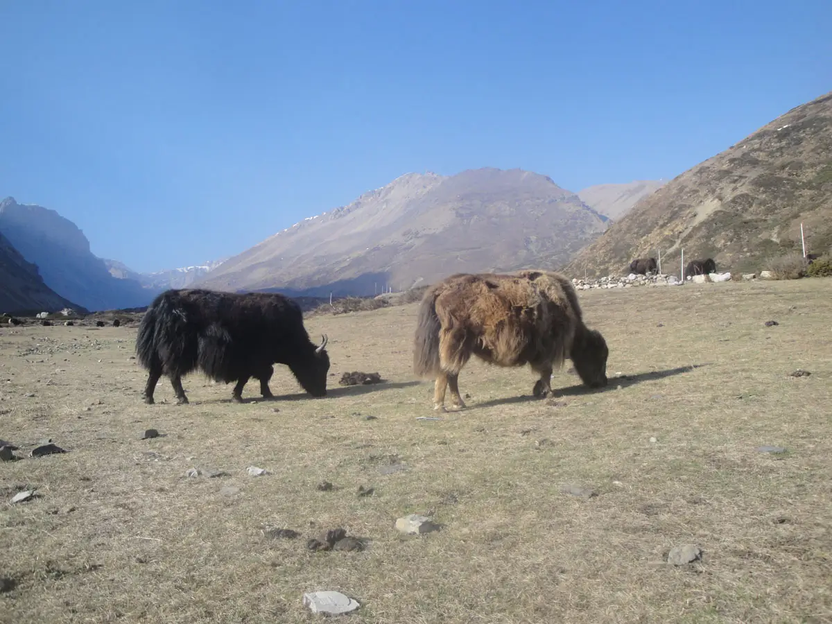 Yaks on Annapurna Region