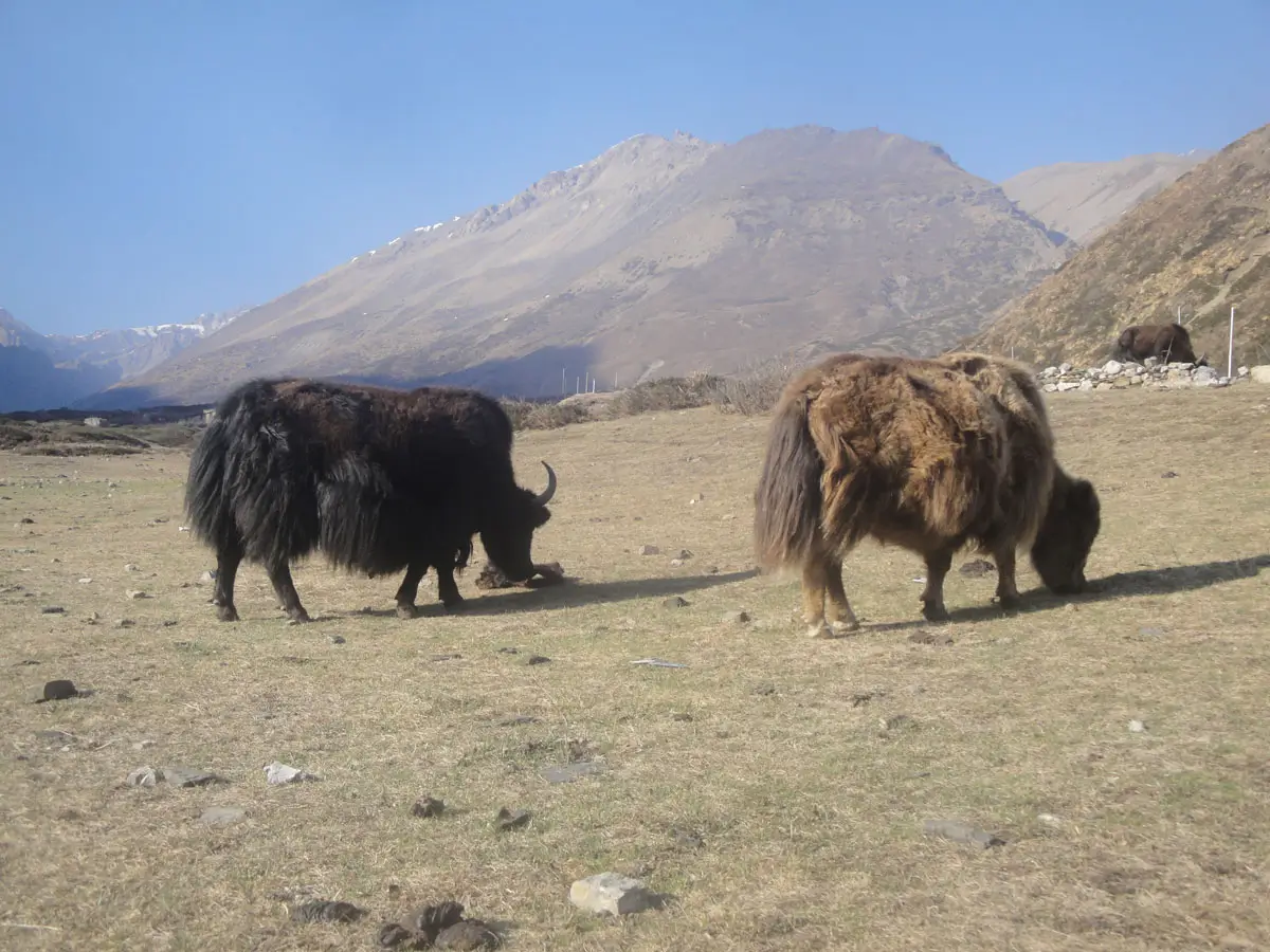 Yaks in Annapurna Circuit Trail