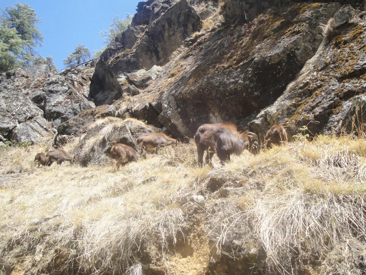 Wild Animal in Everest Region