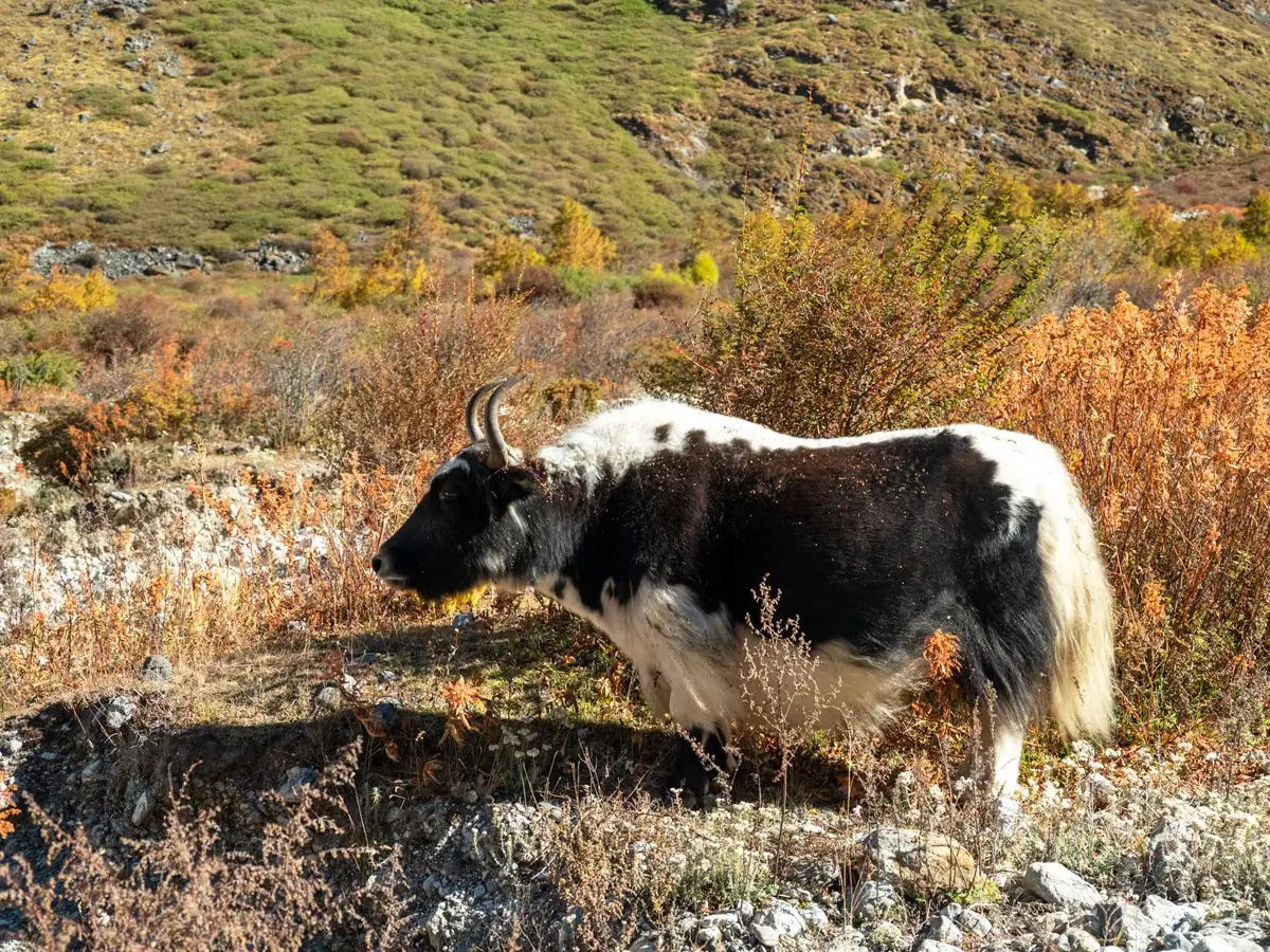 Yaks in Langtang