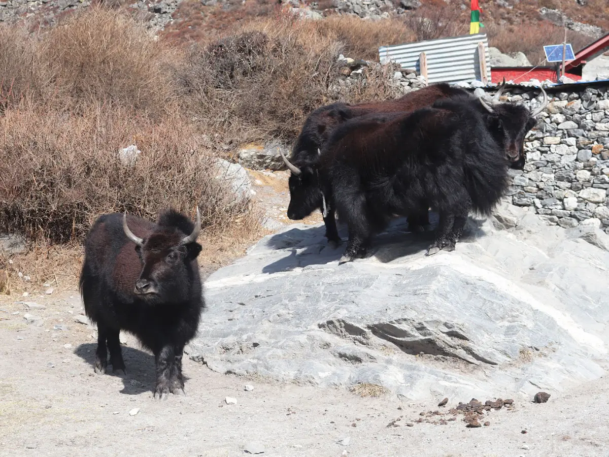 Yaks in Langtang Trail