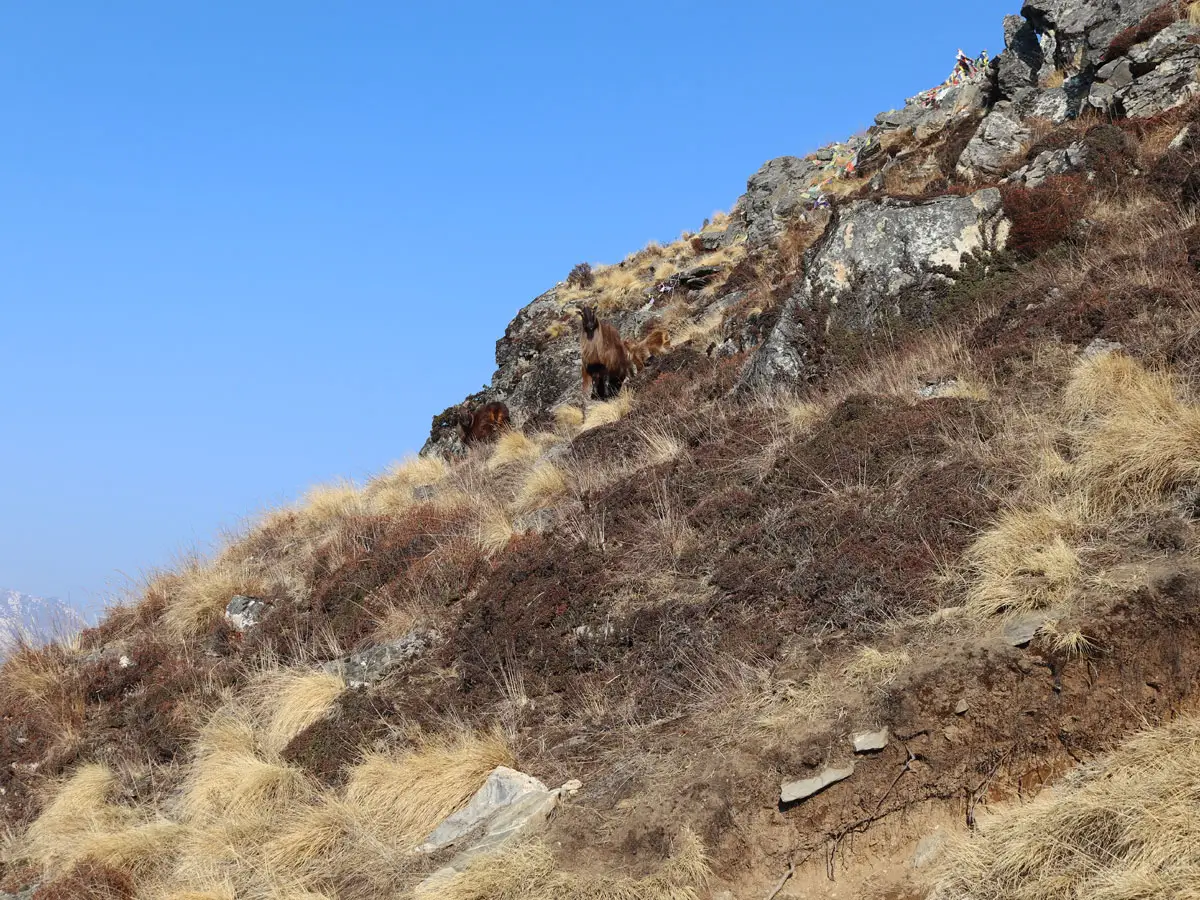 Blue Sheep in Langtang Region