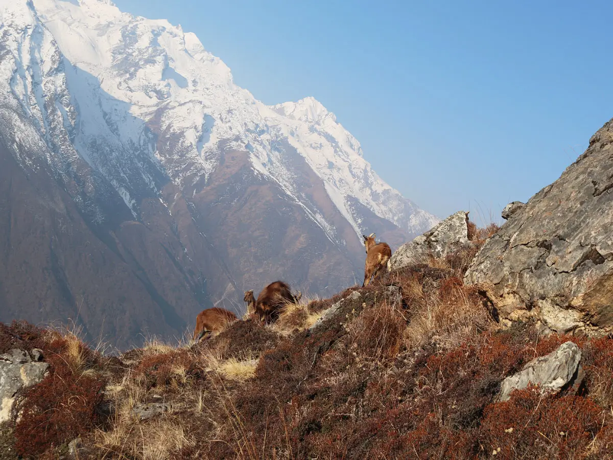Wild Animals in Langtang!