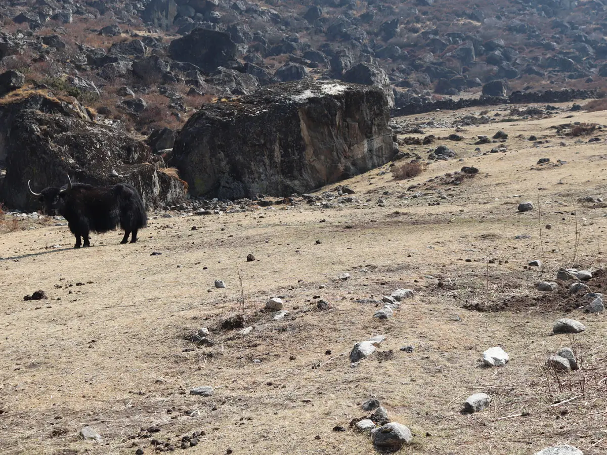 Yaks in Langtang region!