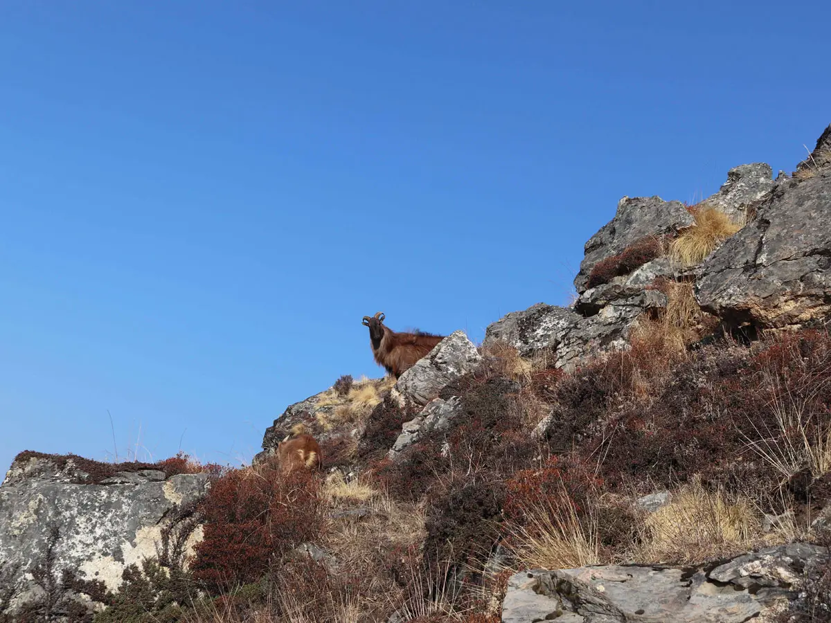 Wildlife in Langtang