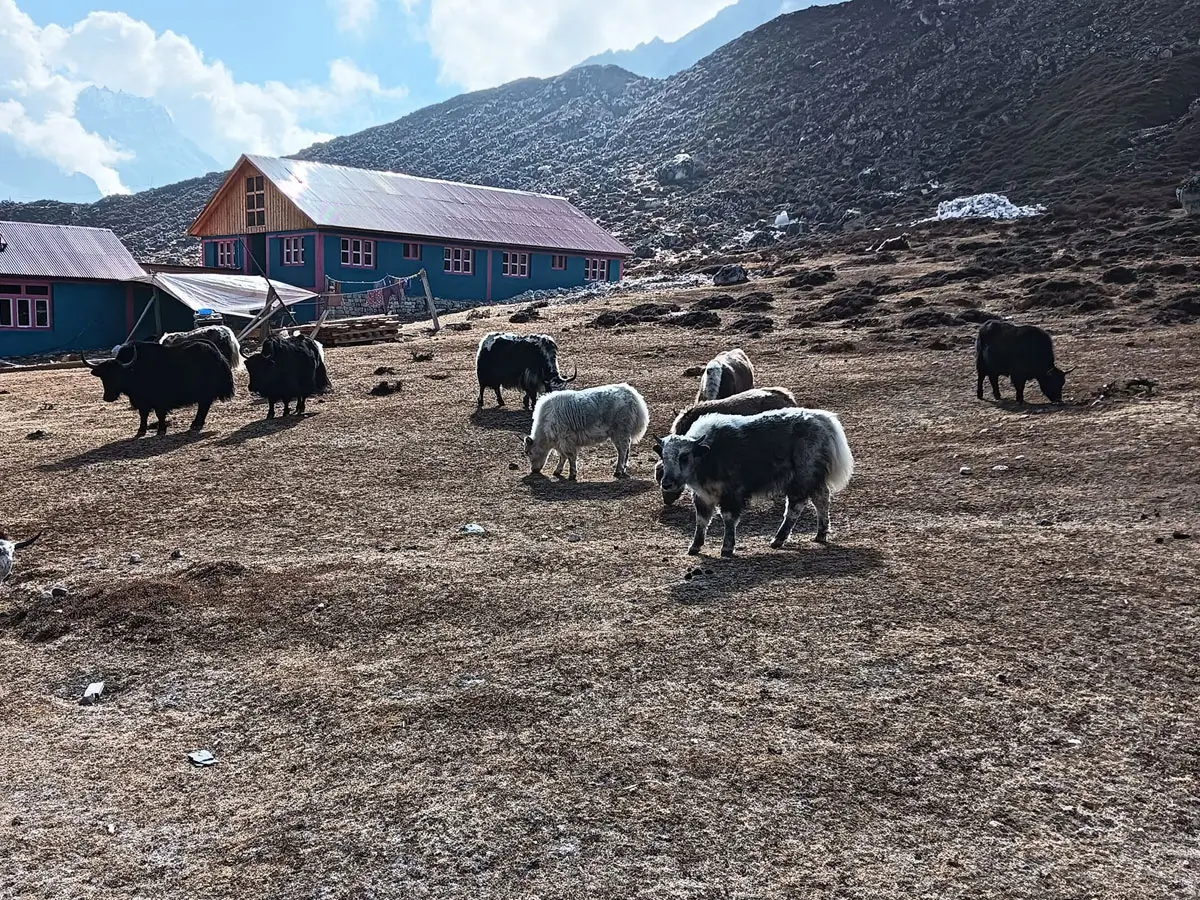 Yaks in Manaslu Region