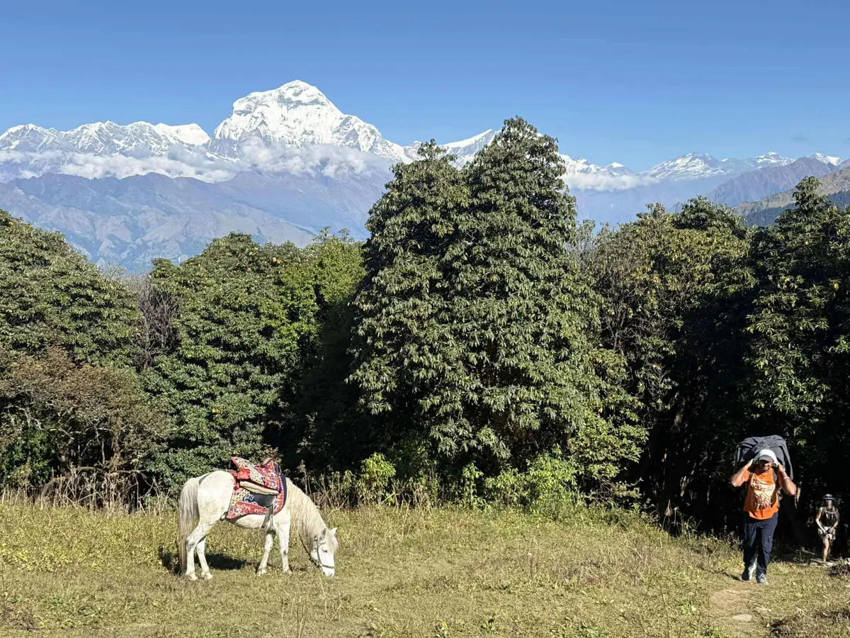 Horse in Ghorepani -Poon Hill Trail