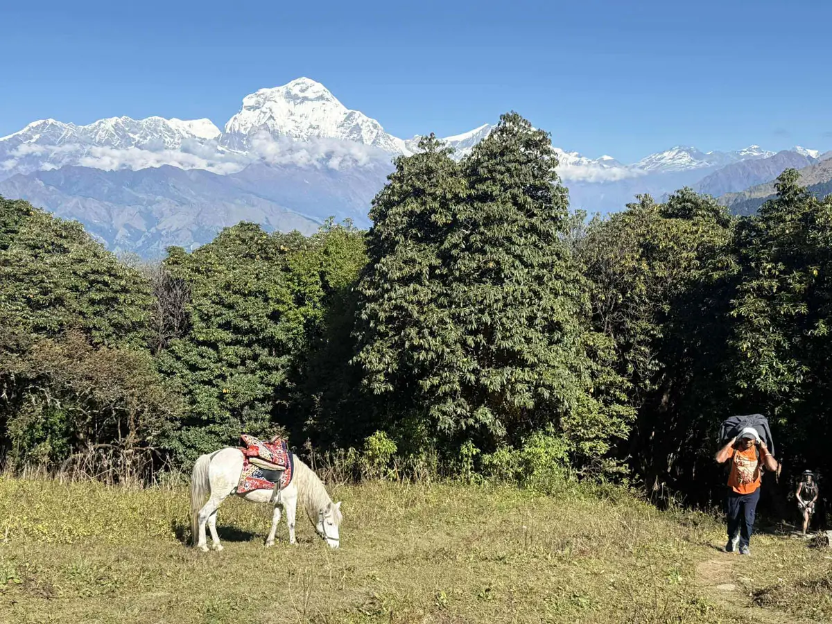 Ghorepani Trekking Trail